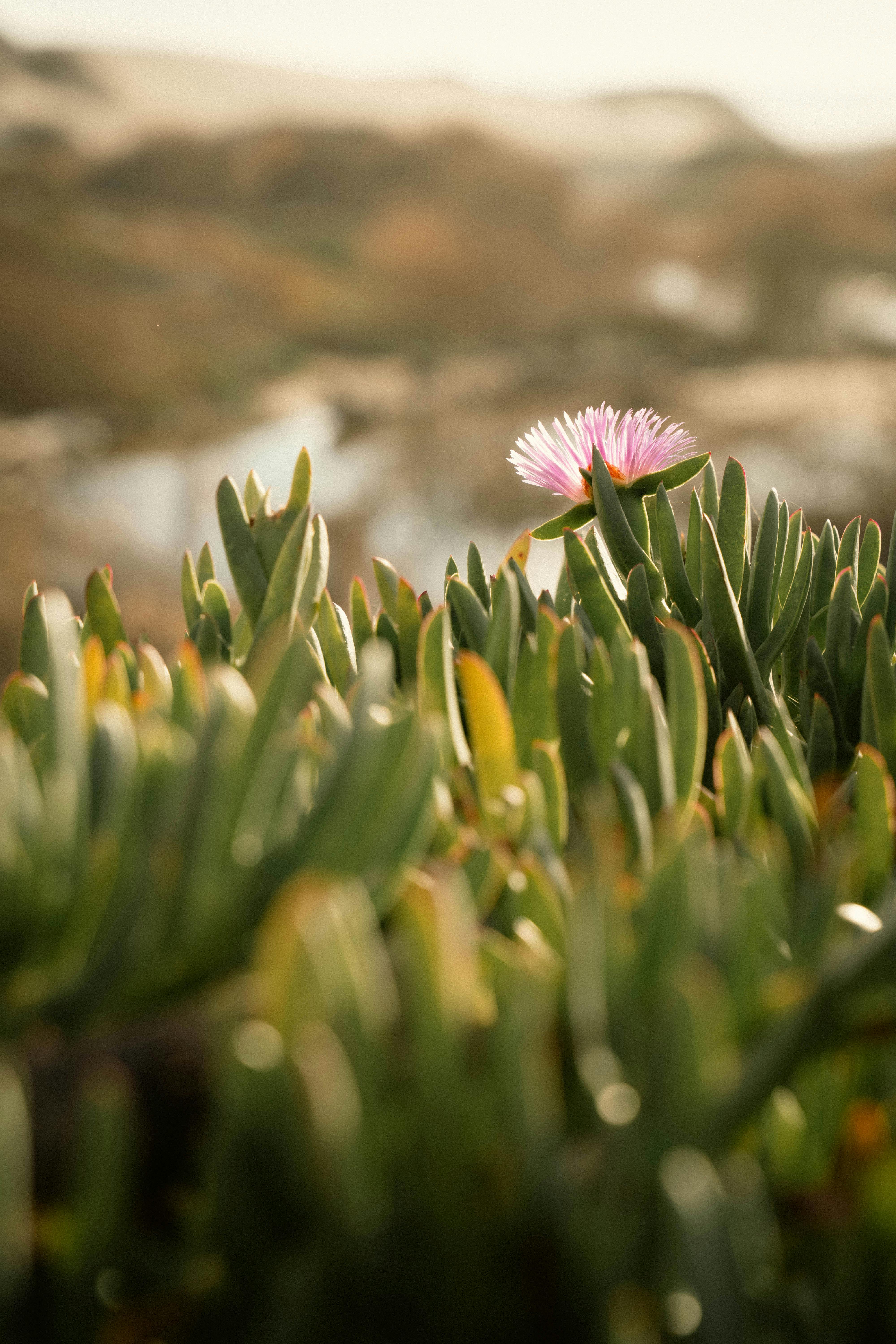 Effective Ways to Lower pH in Soil for Healthier Plants in 2025