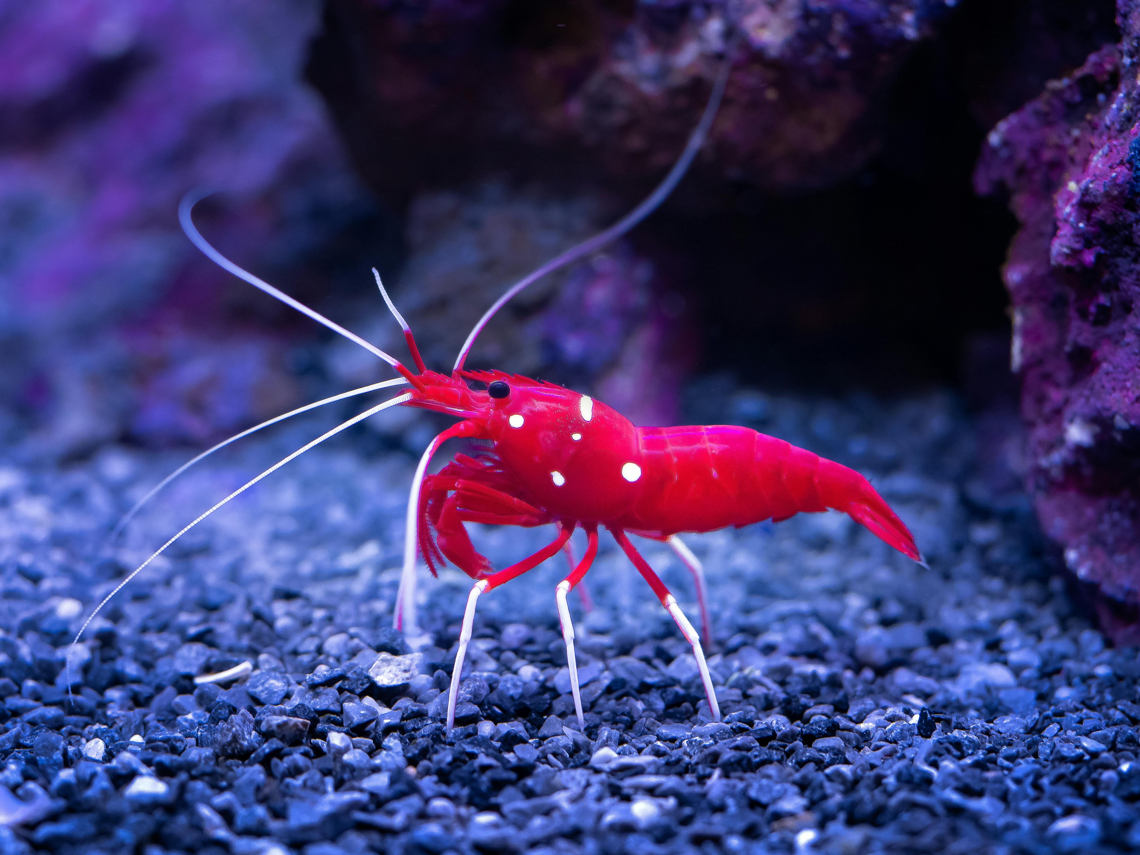 Bookmark Creation Gallery Image