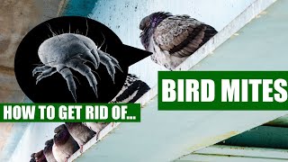 Tips on how to get rid of birds