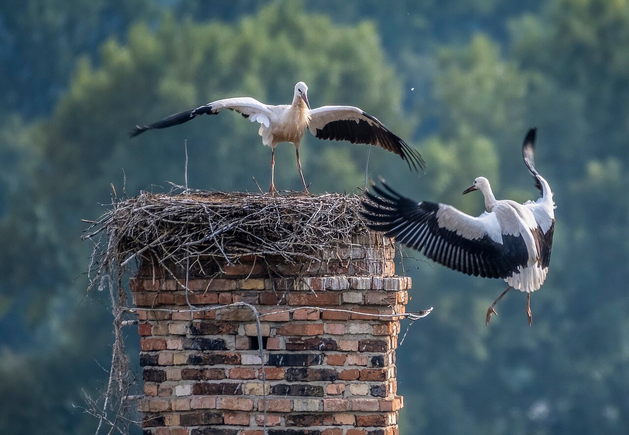 Effective bird control methods