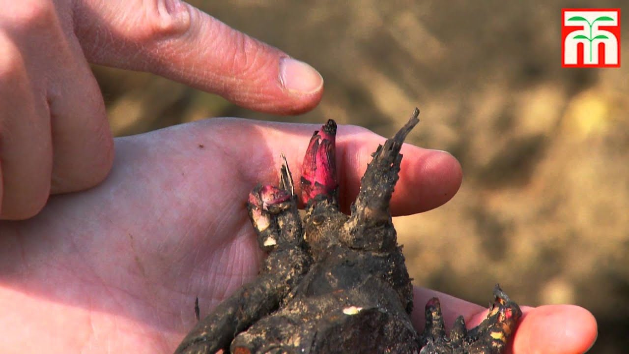 Planting Peonies