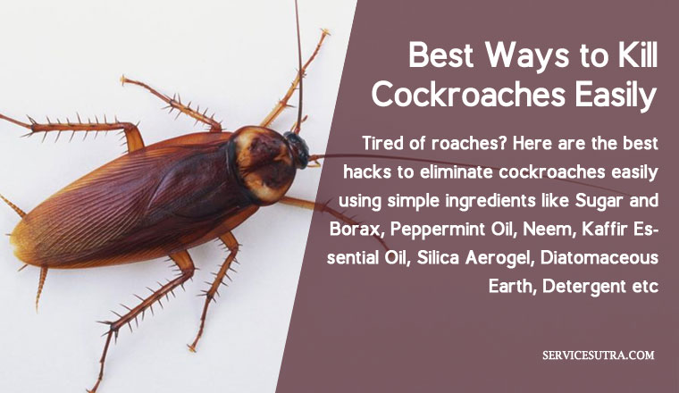 How to kill roaches fast