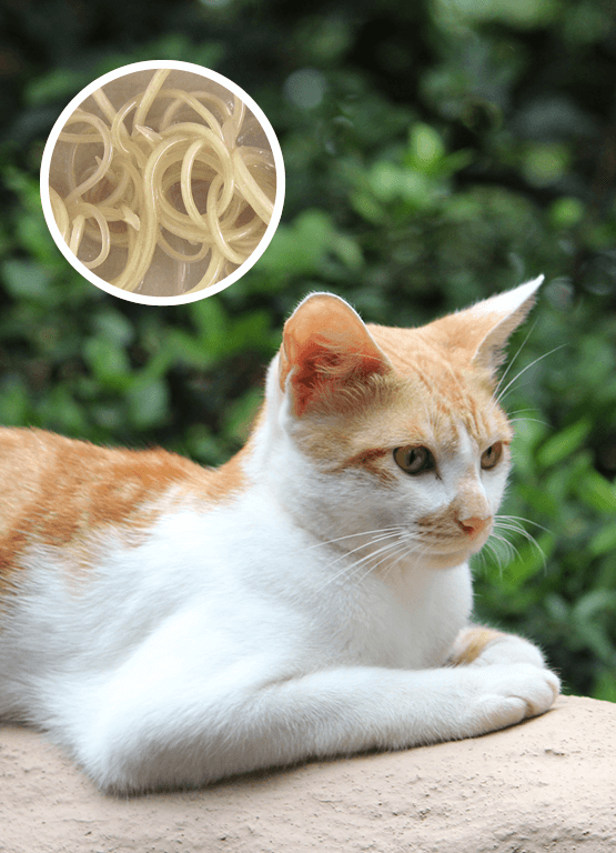 How to treat worms in cats