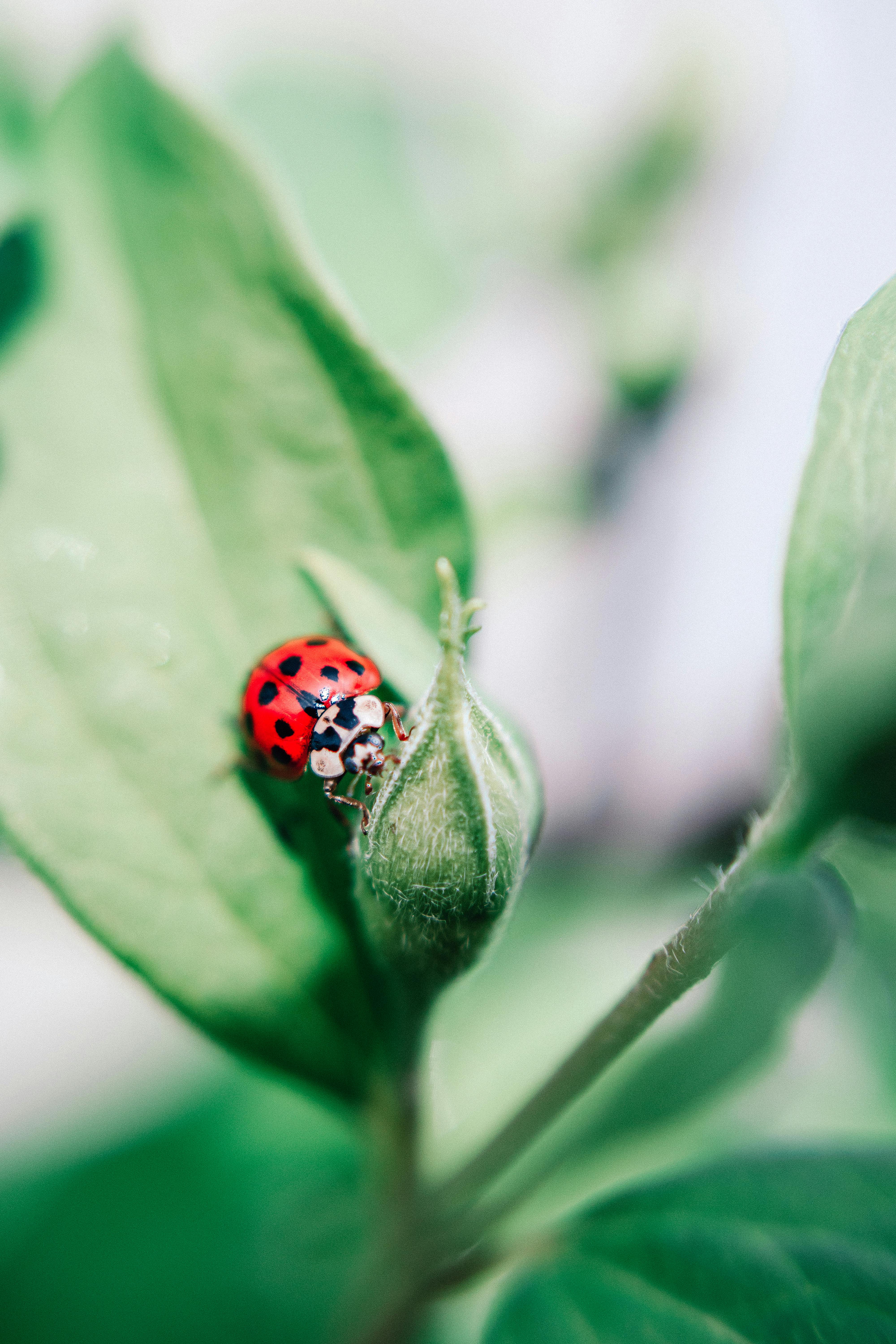 Spotted Lanternfly Control