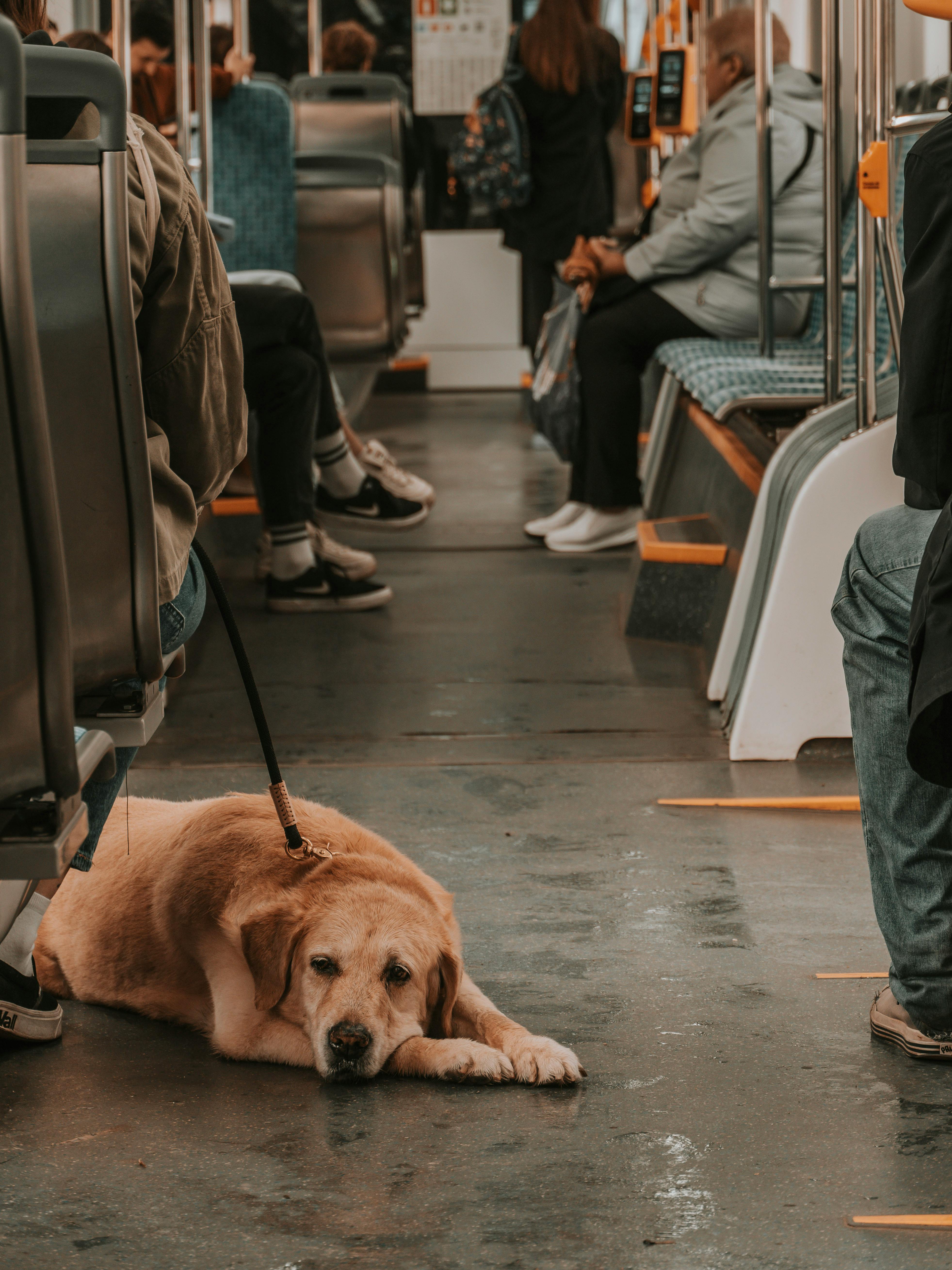 Service Dog Training