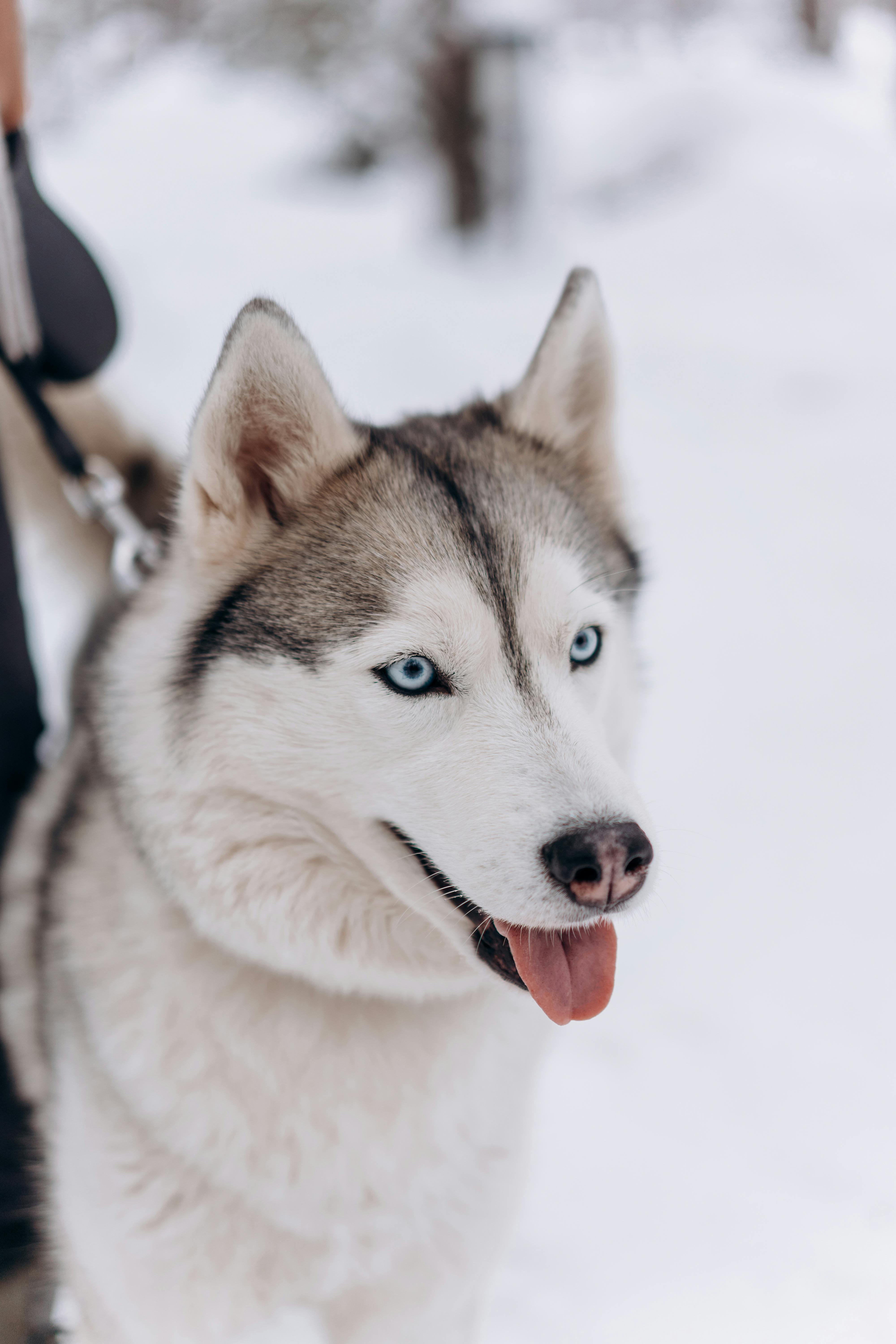 Tips for Quick Recovery of a Bitten Tongue